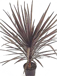 کوردیلین استرالیس